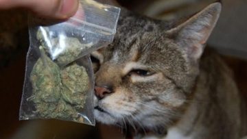 16042021-Gato-marihuana