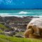 Large turtle  at  sea edge on background of tropical landscape